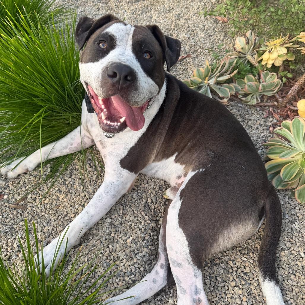 Enlarge Stitch, a Adoptable American Staffordshire Terrier in Los Angeles, CA image 2/4