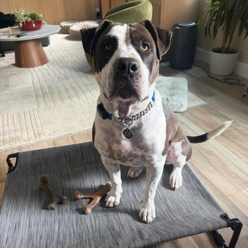Enlarge Stitch, a Adoptable American Staffordshire Terrier in Los Angeles, CA image 3/4