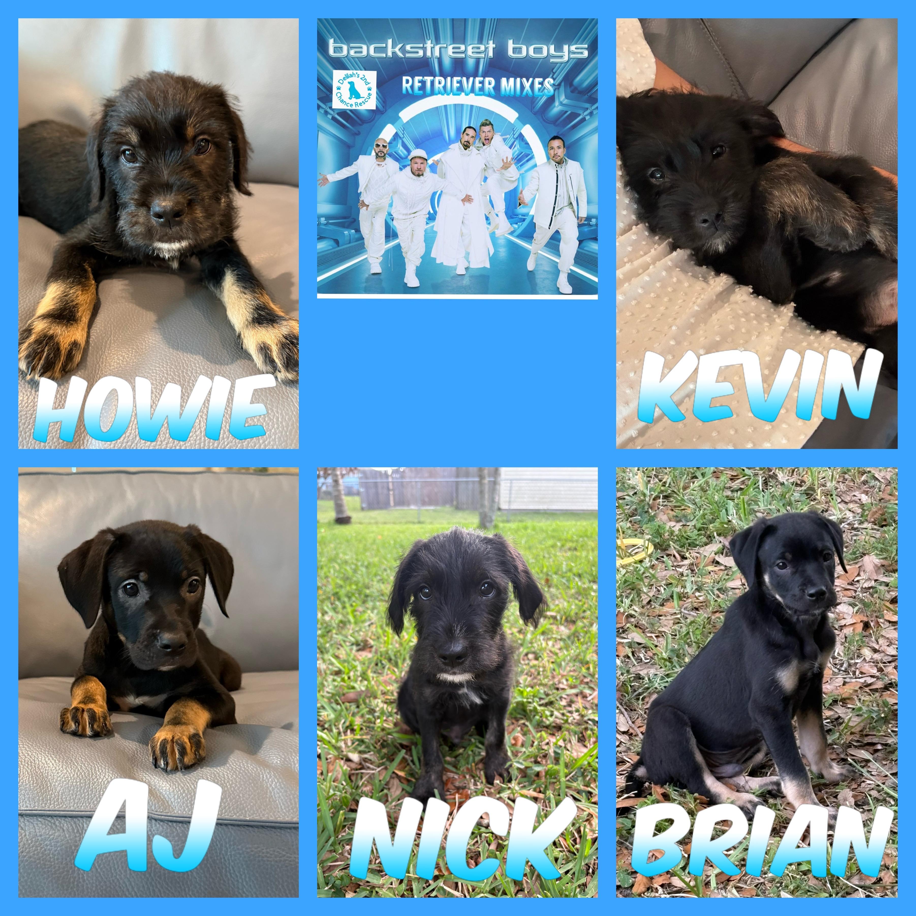 Backstreet Boys, ADOPTABLE, Puppy Male Golden Retriever & Wirehaired Terrier.