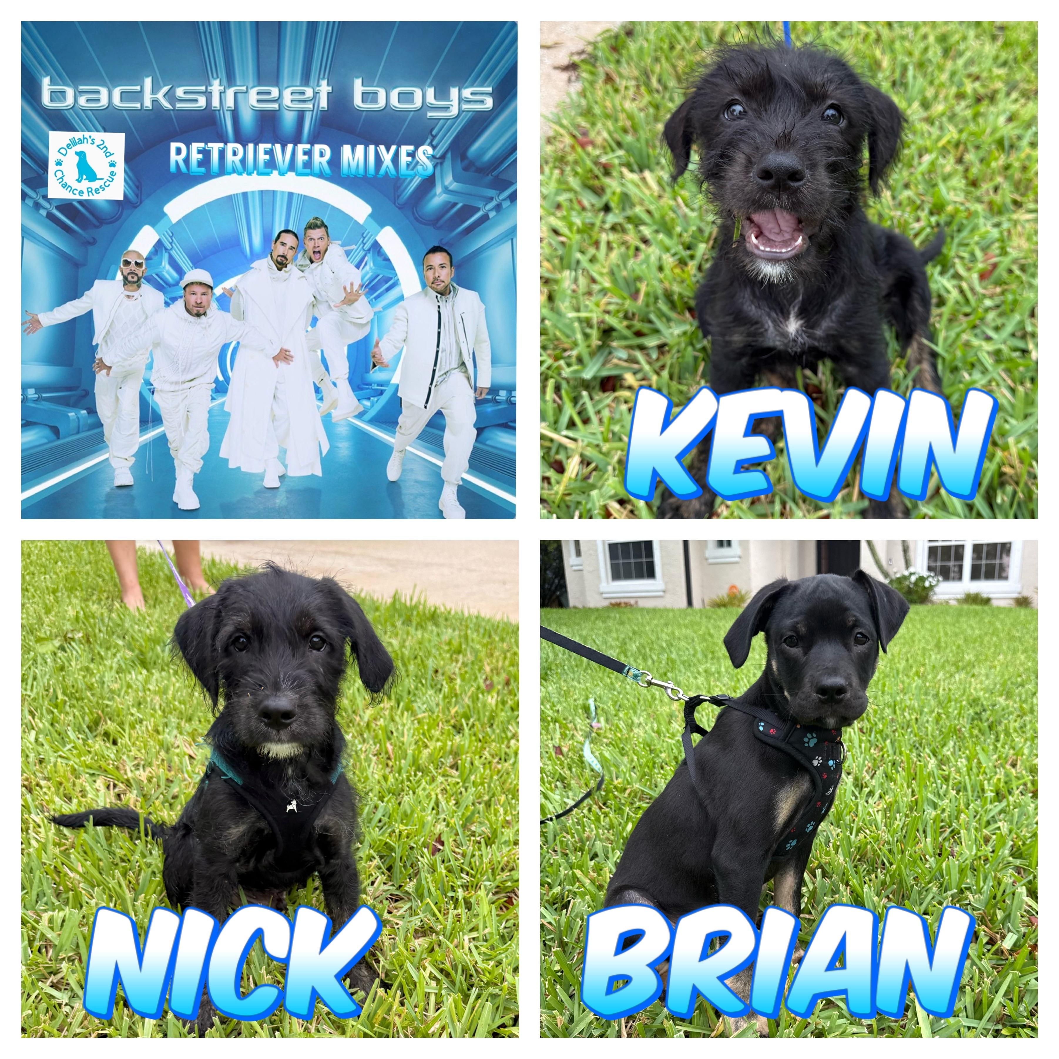 Backstreet Boys, ADOPTABLE, Puppy Male Golden Retriever & Wirehaired Terrier.