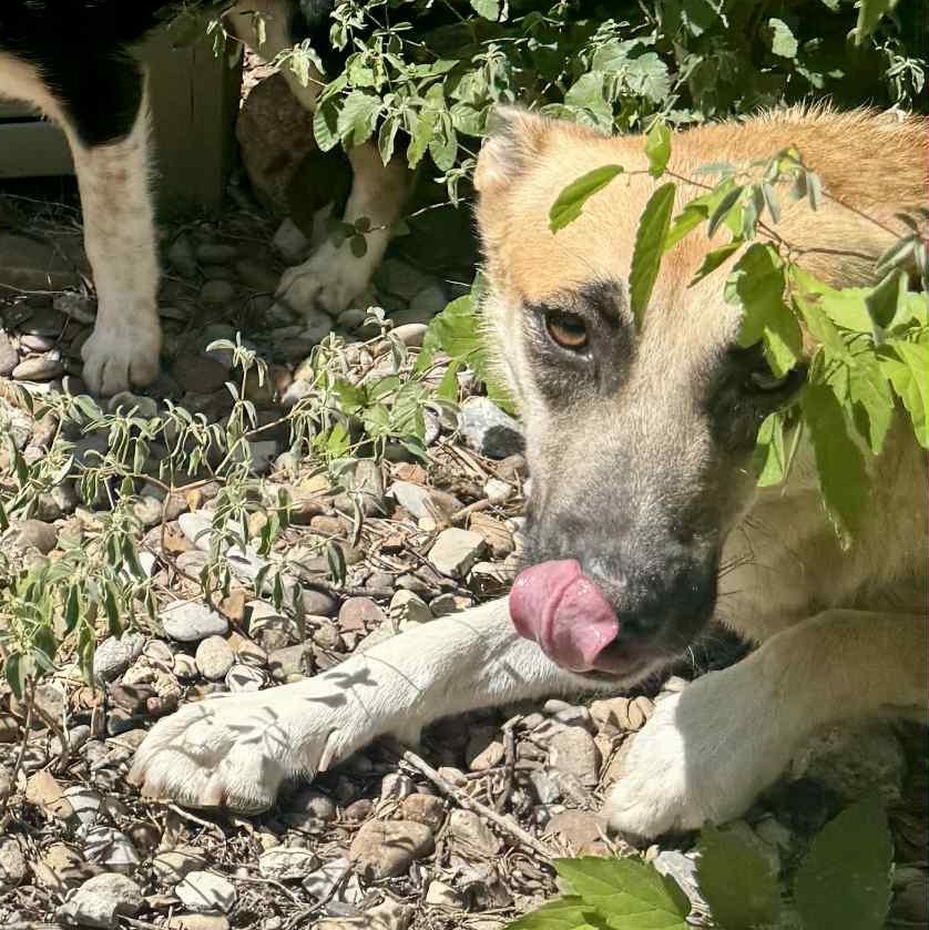 Enlarge Honey, a Adoptable mixed breed in Cleveland, OH image 3/6