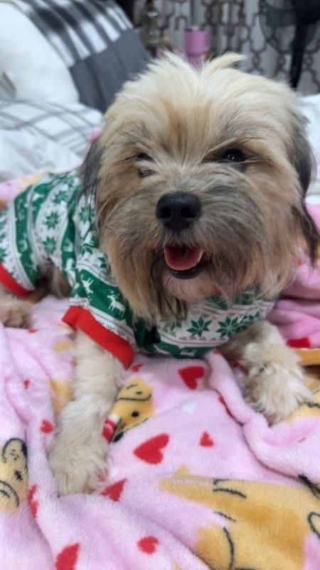 Tess, Adoptable, Adult Female Shih Tzu.