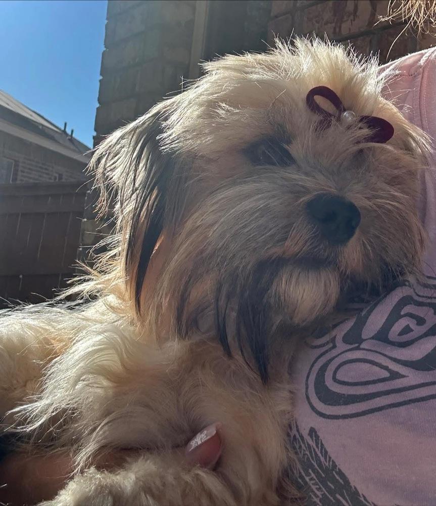 Enlarge Tess, a Adoptable mixed breed in Denver, CO image 2/6