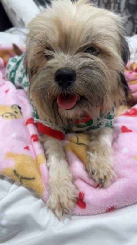 Enlarge Tess, a Adoptable mixed breed in Denver, CO image 3/6