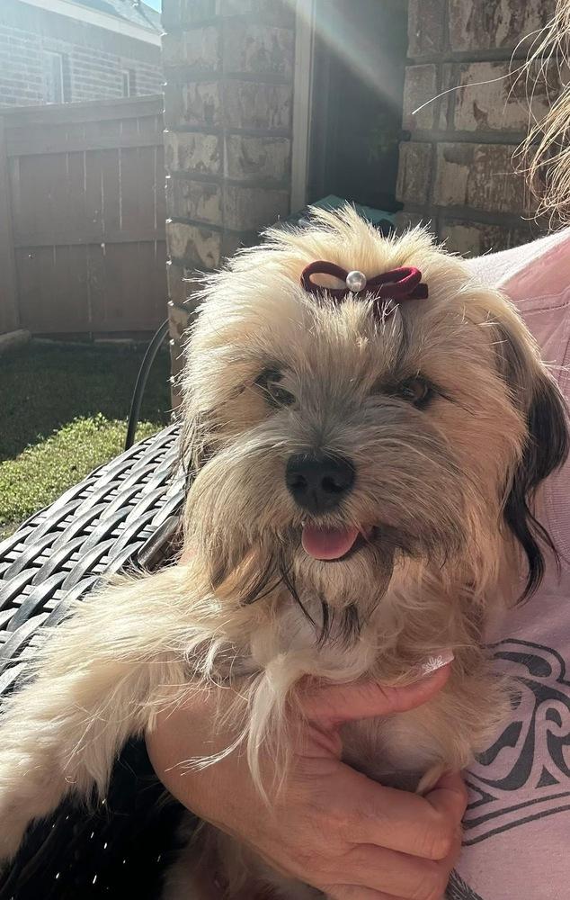 Enlarge Tess, a Adoptable mixed breed in Denver, CO image 4/6