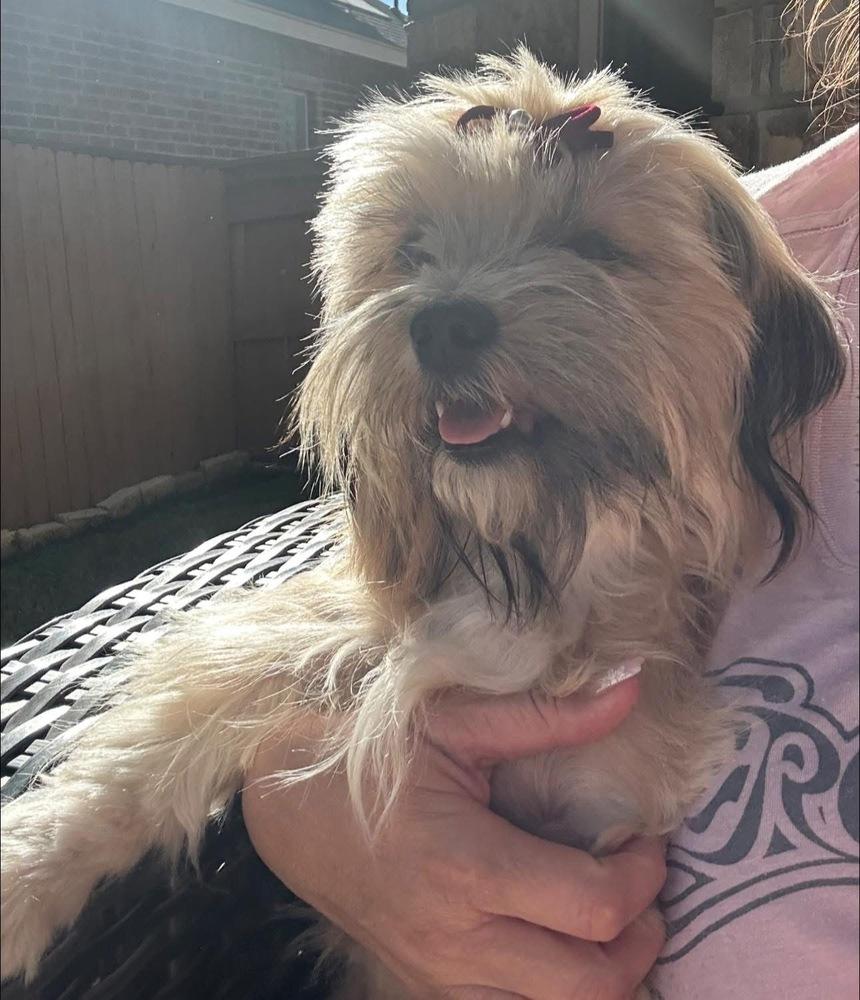 Enlarge Tess, a Adoptable mixed breed in Denver, CO image 5/6