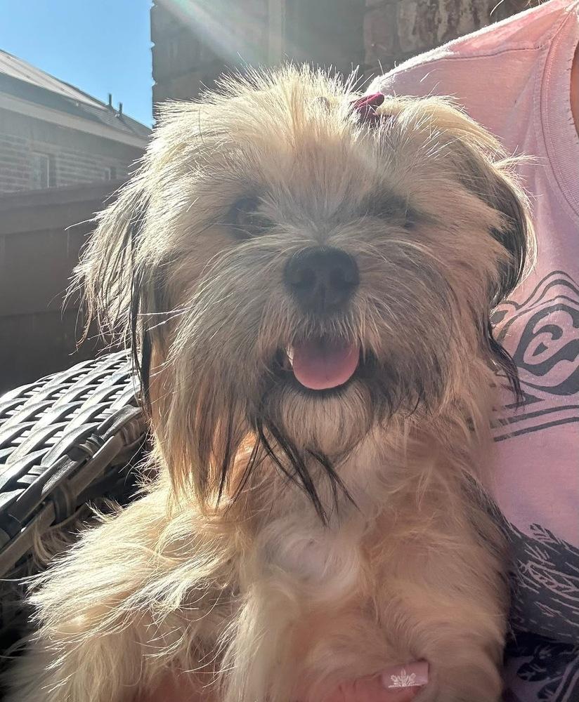 Enlarge Tess, a Adoptable mixed breed in Denver, CO image 6/6