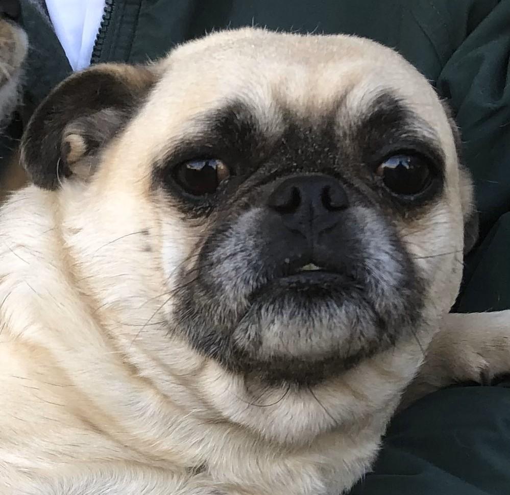 Enlarge Doritos, a Adoptable Pug in Lancaster, CA image 1/1