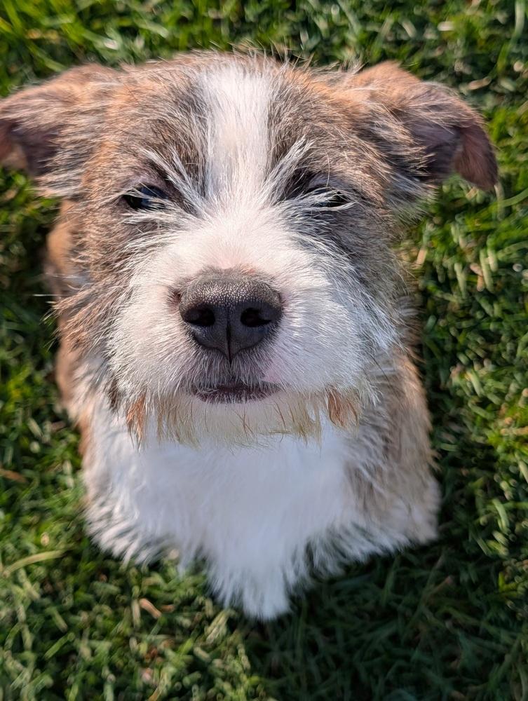 Asher, Adopted, Puppy Male Schnauzer.