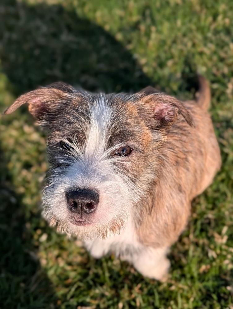Enlarge Asher, a Adopted mixed breed in Oakland, MI image 2/6