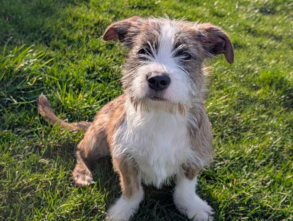 Enlarge Asher, a Adopted mixed breed in Oakland, MI image 3/6