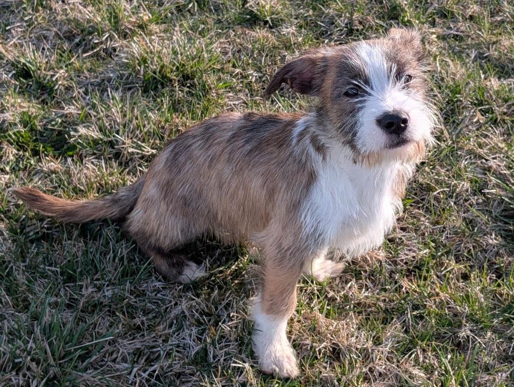 Enlarge Asher, a Adopted mixed breed in Oakland, MI image 4/6