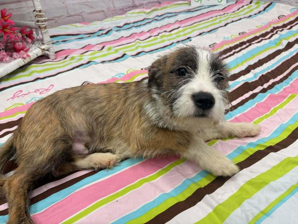 Enlarge Asher, a Adopted mixed breed in Oakland, MI image 5/6