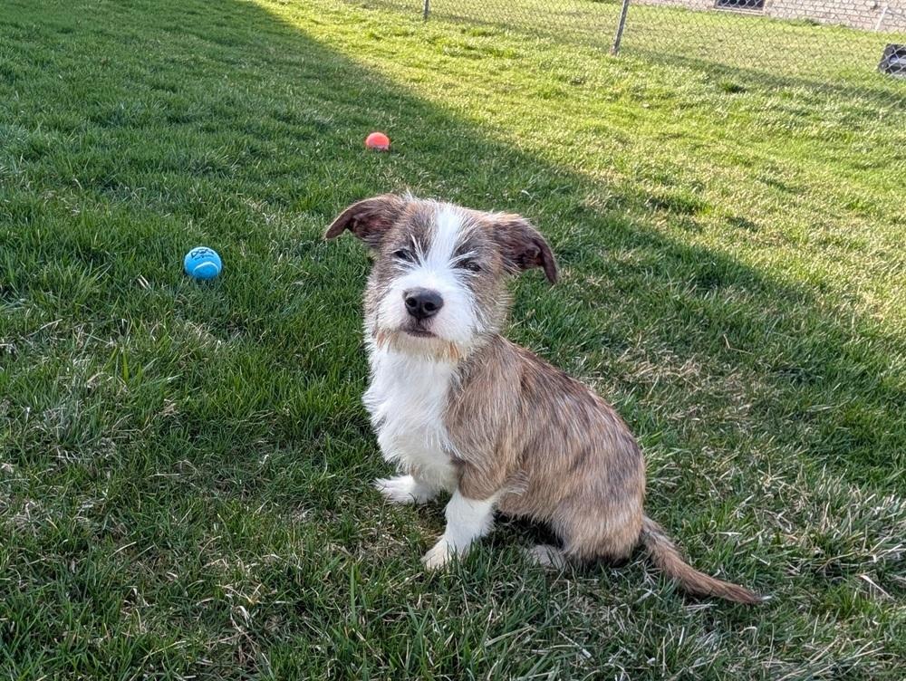 Enlarge Asher, a Adopted mixed breed in Oakland, MI image 6/6