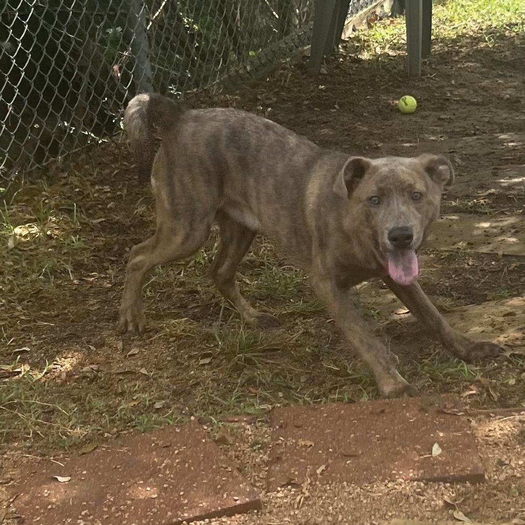 Tank, Adoptable, Young Male Mixed Breed.