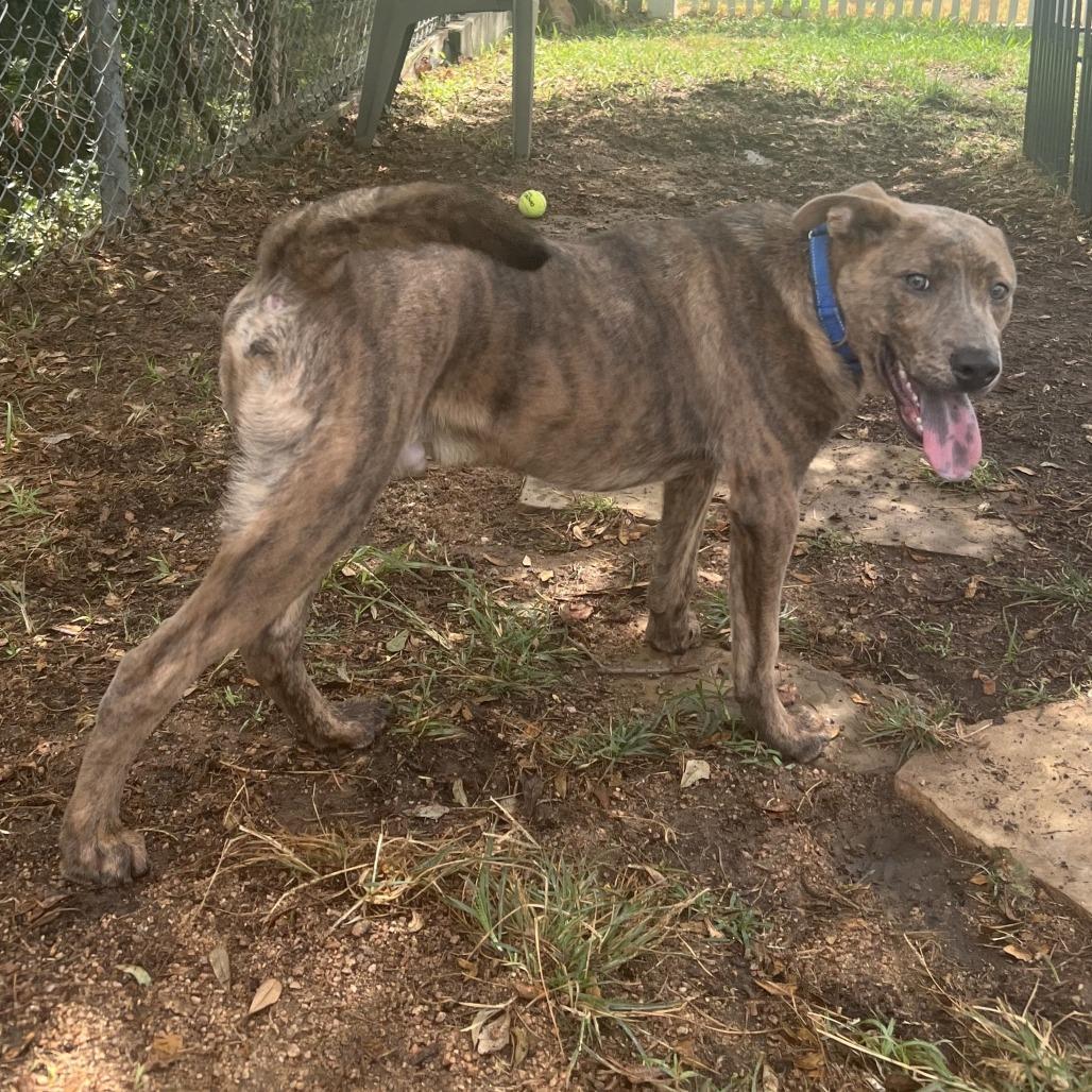 Enlarge Tank, a Adoptable Mixed Breed in Galveston, TX image 2/3
