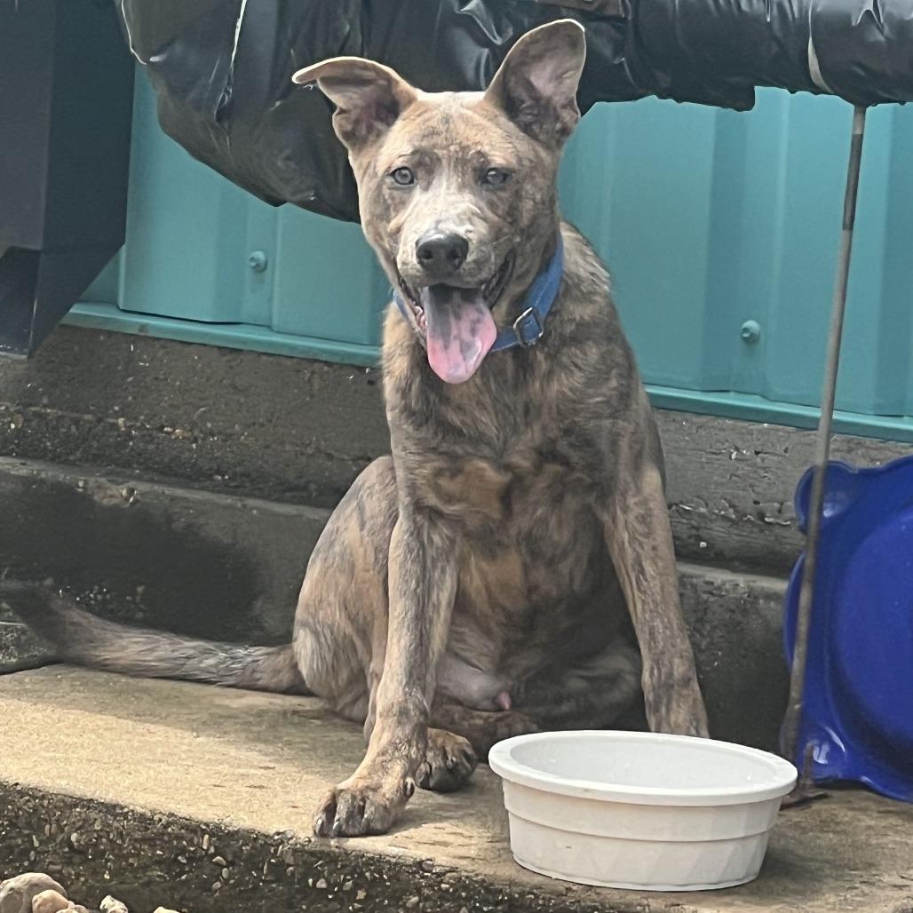 Enlarge Tank, a Adoptable Mixed Breed in Galveston, TX image 3/3