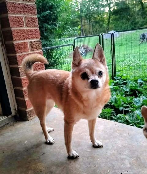 Precious, ADOPTABLE, Senior Female Chihuahua.