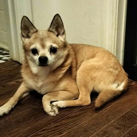 Precious, a ADOPTABLE mixed breed in Hopkinton, MA image 2/2