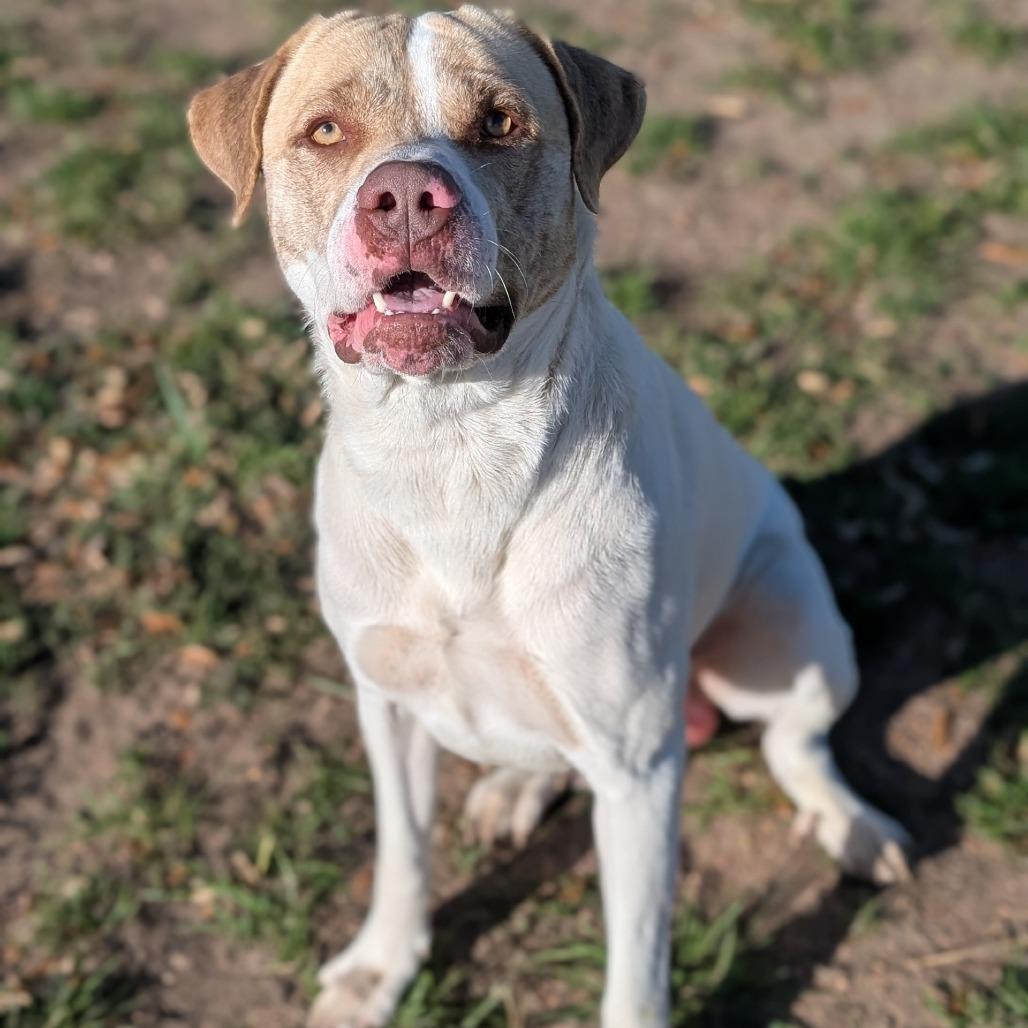 River, Adoptable, Adult Male Pit Bull Terrier & Great Pyrenees.