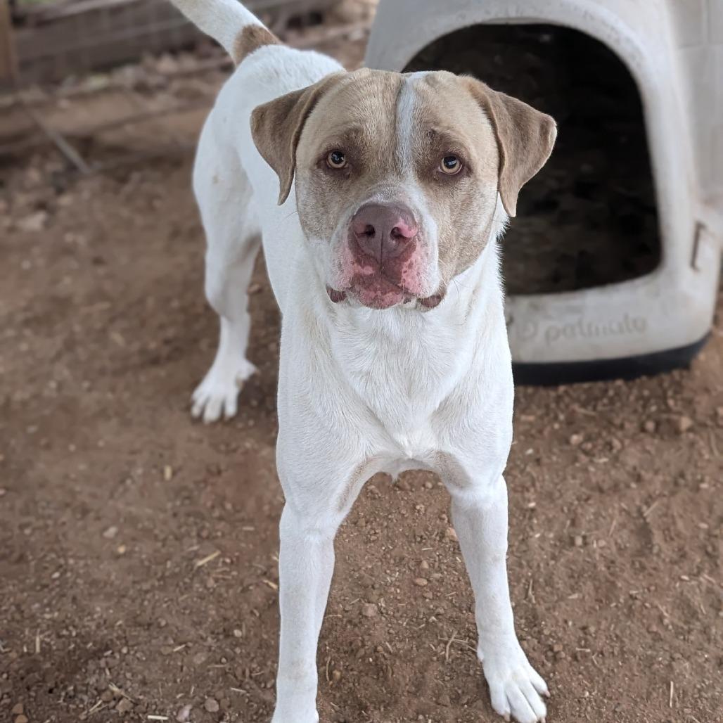 Enlarge River, a Adoptable mixed breed in Buchanan Dam, TX image 2/3