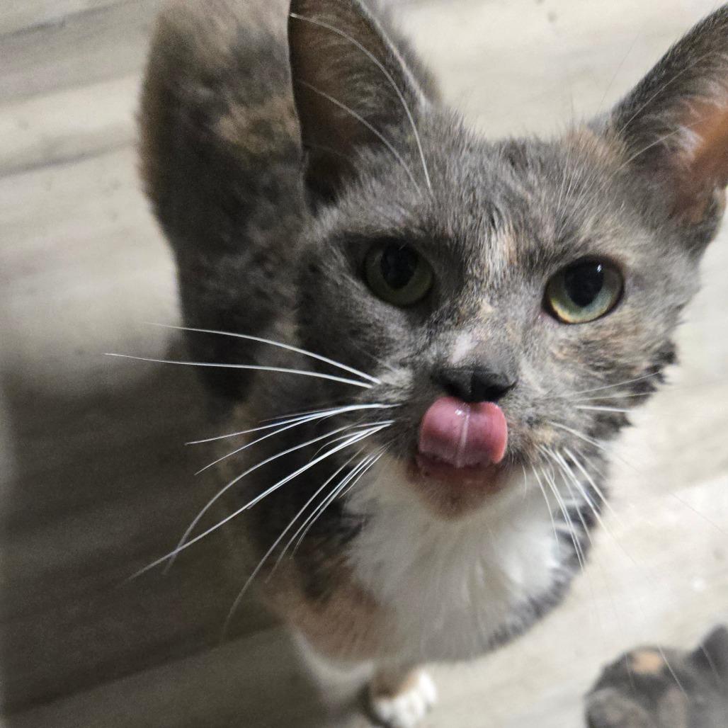 Charlene, Adoptable, Adult Female Domestic Short Hair & Domestic Medium Hair.