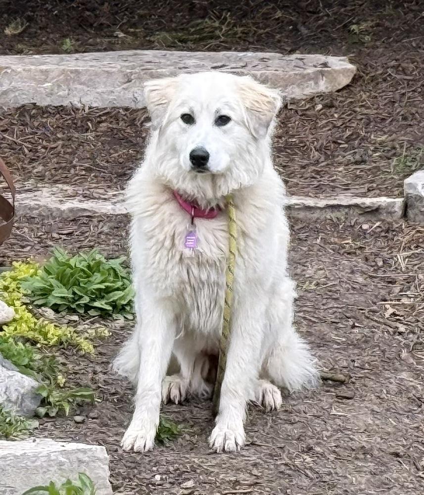 Enlarge Ava, a Adoptable mixed breed in Mundelein, IL image 1/6