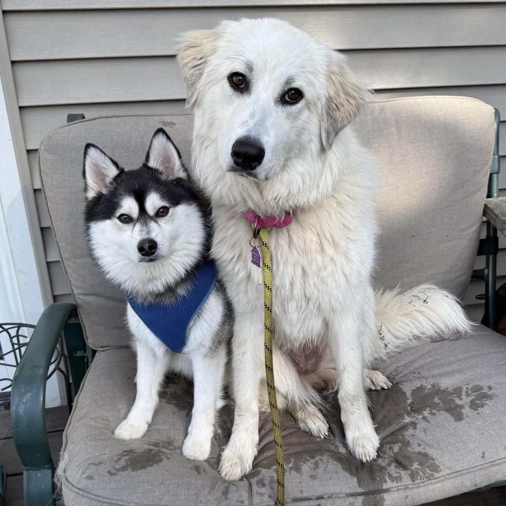 Enlarge Ava, a Adoptable mixed breed in Mundelein, IL image 2/6