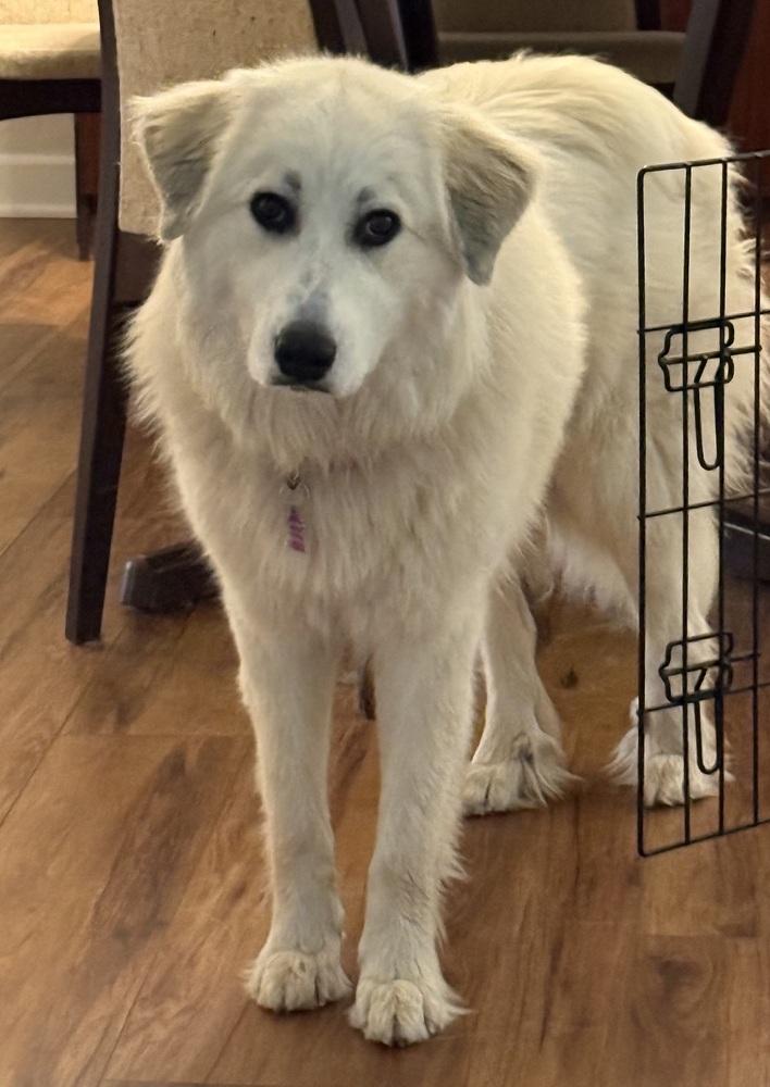 Enlarge Ava, a Adoptable mixed breed in Mundelein, IL image 3/6