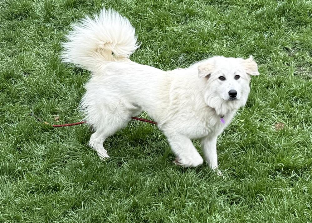 Enlarge Ava, a Adoptable mixed breed in Mundelein, IL image 4/6