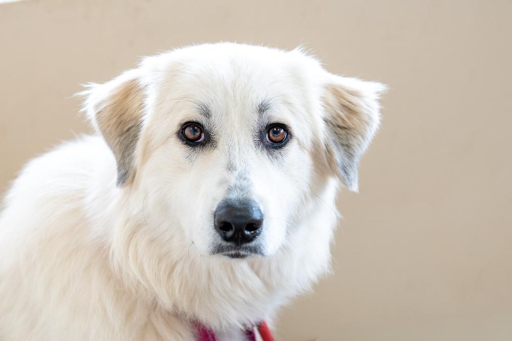 Enlarge Ava, a Adoptable mixed breed in Mundelein, IL image 5/6