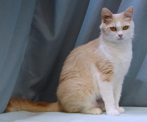 Enlarge Whisper, a Adoptable mixed breed in Maynardville, TN image 2/6