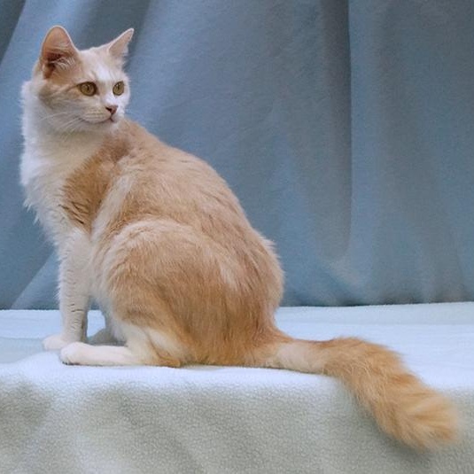 Whisper, Adoptable, Adult Female Domestic Long Hair.