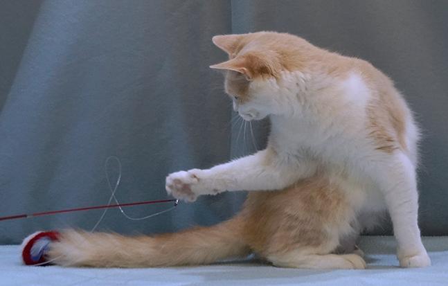 Enlarge Whisper, a Adoptable mixed breed in Maynardville, TN image 3/6