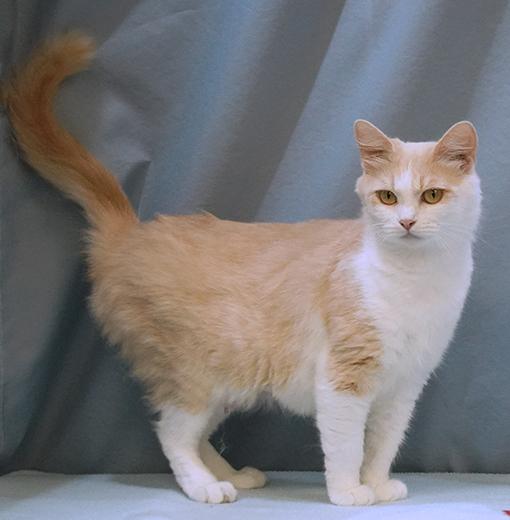 Enlarge Whisper, a Adoptable mixed breed in Maynardville, TN image 4/6