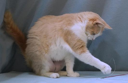 Enlarge Whisper, a Adoptable mixed breed in Maynardville, TN image 5/6