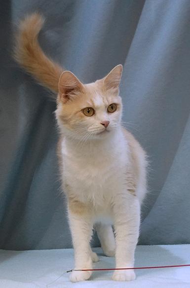 Enlarge Whisper, a Adoptable mixed breed in Maynardville, TN image 6/6