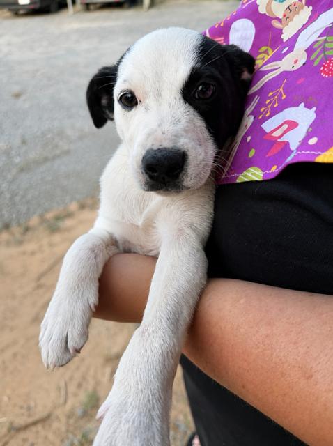 Enlarge Rena McRuffy, a Adoptable mixed breed in Woburn, MA image 4/5