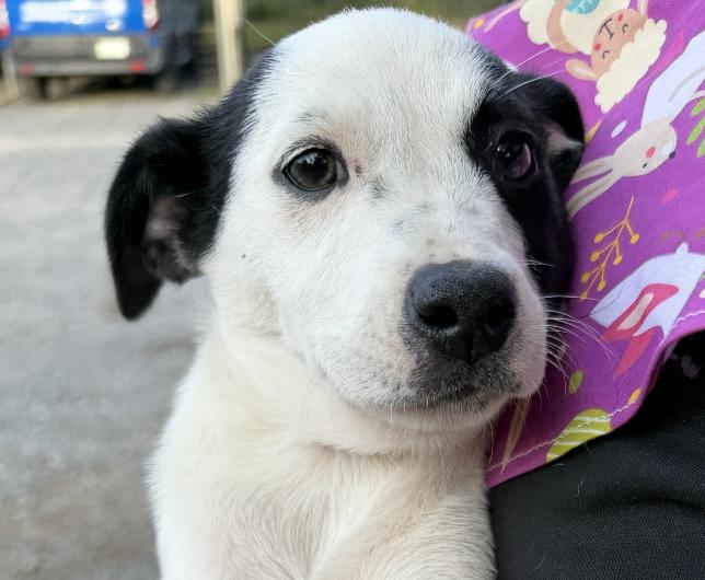 Enlarge Rena McRuffy, a Adoptable mixed breed in Woburn, MA image 1/5