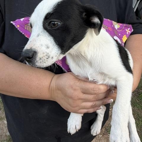 Enlarge Rena McRuffy, a Adoptable mixed breed in Woburn, MA image 2/5