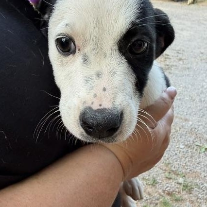 Enlarge Rena McRuffy, a Adoptable mixed breed in Woburn, MA image 3/5