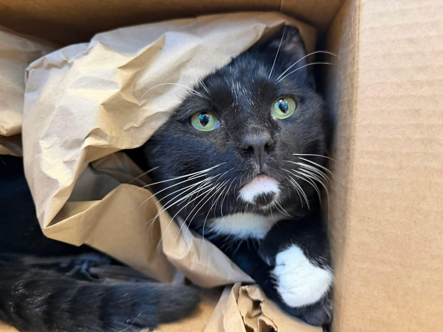 Franklin, ADOPTABLE, Adult Male Domestic Short Hair.