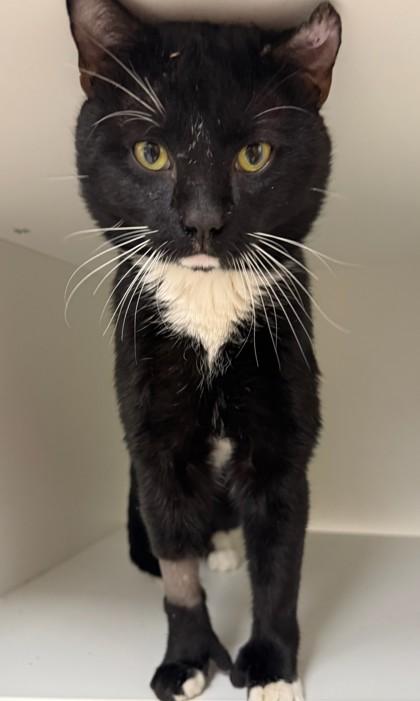 Enlarge Franklin, a ADOPTABLE Domestic Short Hair in Quincy, MA image 2/2