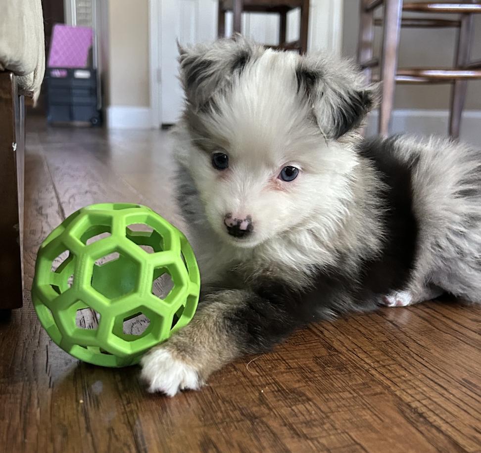 Lucy (Peanuts)/Aurora, Adopted, Puppy Female Australian Shepherd.