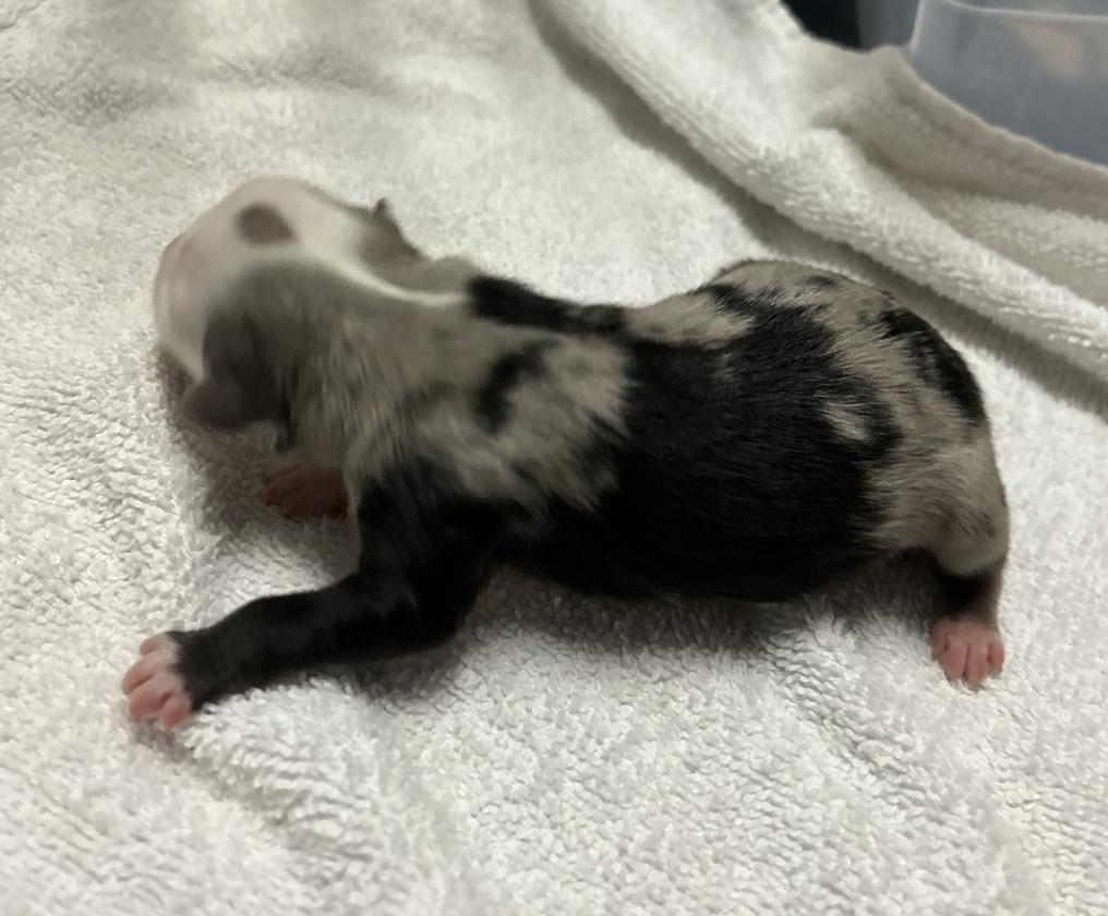 Enlarge Lucy (Peanuts)/Aurora, a Adopted Australian Shepherd in Arlington, TX image 2/6