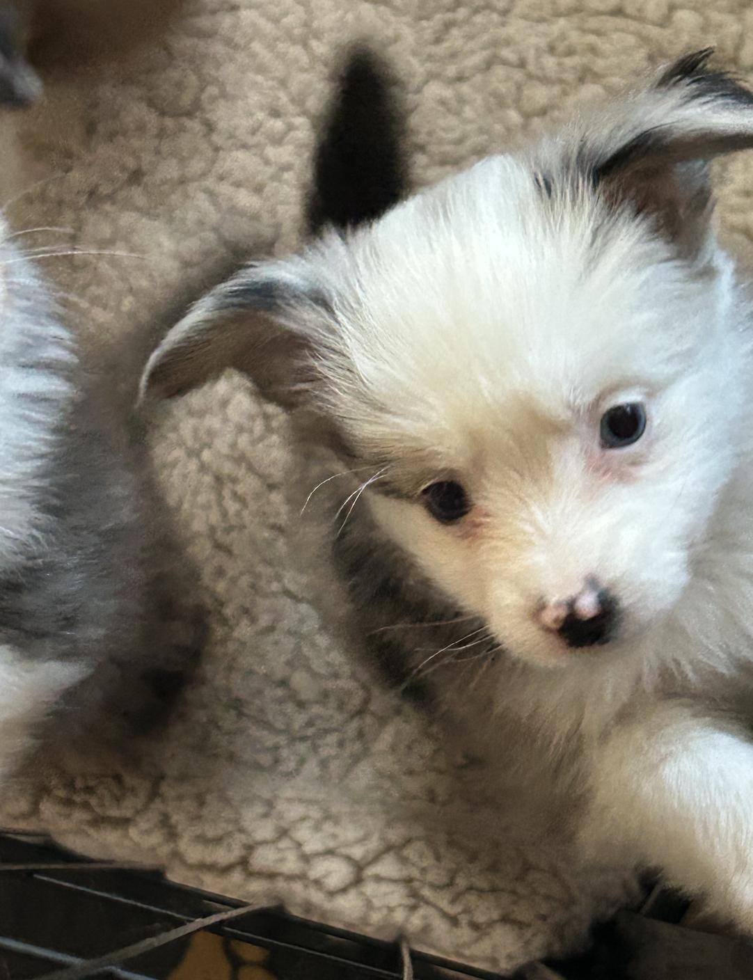 Enlarge Lucy (Peanuts)/Aurora, a Adopted Australian Shepherd in Arlington, TX image 3/6