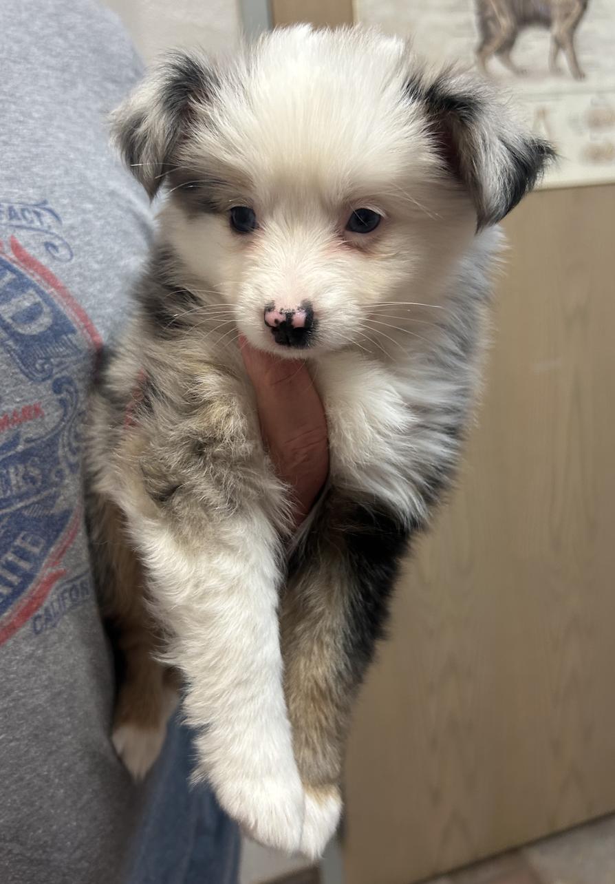 Enlarge Lucy (Peanuts)/Aurora, a Adopted Australian Shepherd in Arlington, TX image 6/6