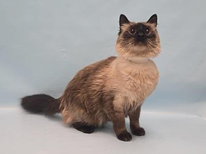Enlarge Loki, a Adoptable Domestic Medium Hair in Coon Rapids, MN image 1/2