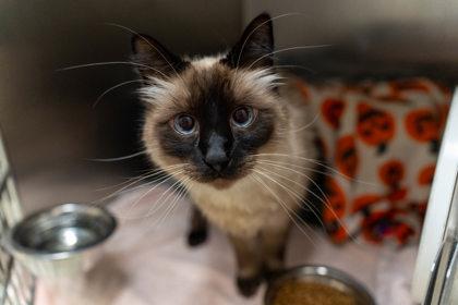 Enlarge Loki, a Adoptable Domestic Medium Hair in Coon Rapids, MN image 2/2