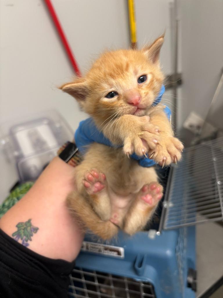 Enlarge Jean-Luc Picard, a Adoptable Abyssinian in Mustang, OK image 1/1